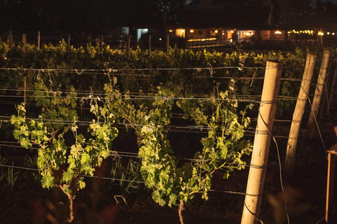 From Colonia: Pueblo Tannat Winery Experience Wine & Cheese Tasting