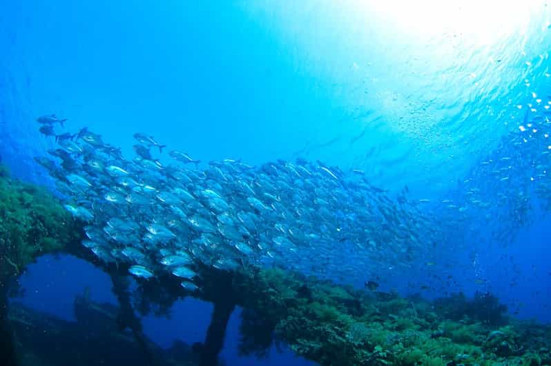 Bali: Tulamben USAT Liberty Wreck Scuba Diving Private Tour
