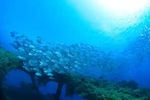 Bali: Tulamben USAT Liberty Wreck Scuba Diving