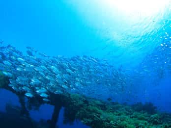 Bali: Tulamben USAT Liberty Wrack Tauchen
