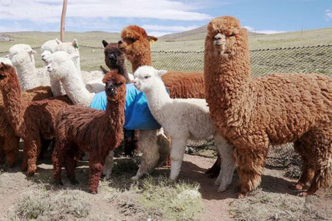 Depuis Cusco : Visite de Chinchero/Maras/Moray + pique-nique avec des lamas