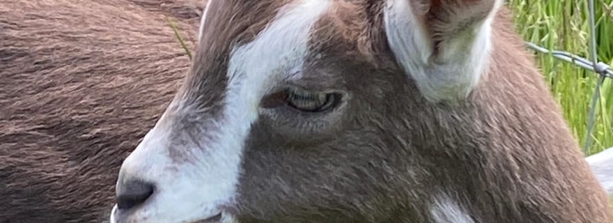 Loch Katrine : dégustation de glaces à la chèvre et visite d'une ferme en vélo électrique
