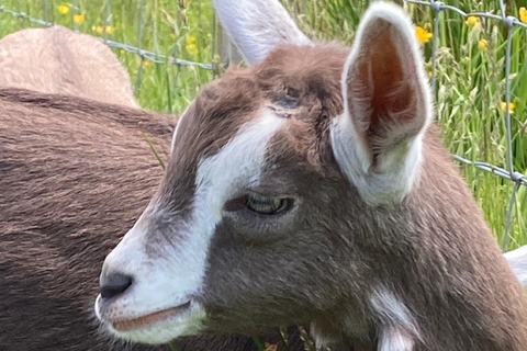 Loch Katrine: Goat Ice Cream Tasting and Farm Tour by E-Bike