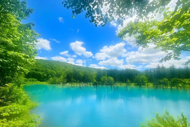 One-Day Tour to Asahiyama Zoo and Biei Blue Pond in Hokkaido
