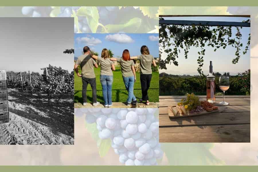 Mallorca: Bodega Butxet: Weinberg- und Weingut-Tour mit Verkostung. Foto: GetYourGuide