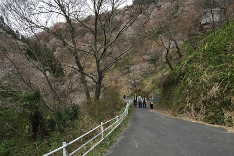 Yoshino: Privé rondleiding & wandelen in een Japanse bergYoshino: Hele dag privétour met gids in een Japanse berg
