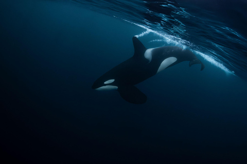 Tromsø: Observación de Orcas y Ballenas Excursión en barco climatizado confortableTromso: Excursión en barco climatizado confortable para avistar orcas y ballenas