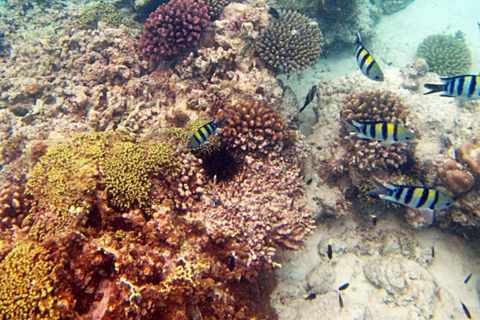 Zanzibar: Safari Blue Lagoon Tour with Snorkeling and Lunch