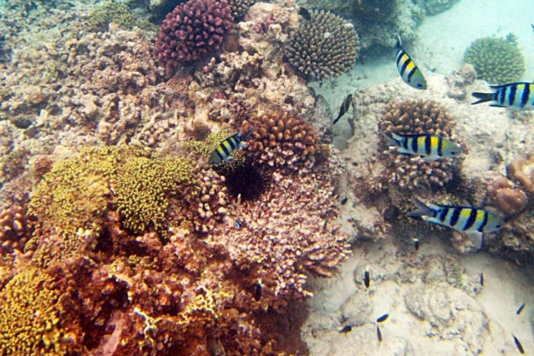 Zanzibar: Safari Blue Lagoon Tour with Snorkeling and Lunch
