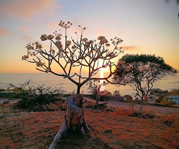 Da cidade de Oaxaca: Experiência de mergulho livre em Puerto Escondido