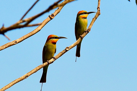 Port Douglas : Private Guide WILDLIFE Safari PrivateGroup | Port Douglas : Private Guide WILDLIFE SAFARI