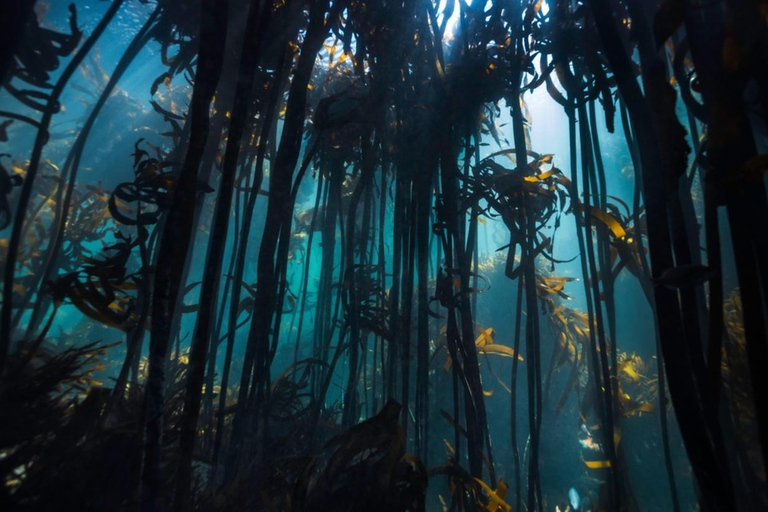 Snorkelen in het Afrikaanse zeebos