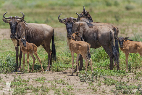 5 Days Tanzania Calving Safari Christmas & New Year