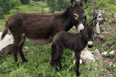 From Budva: Tour of Donkey Farm