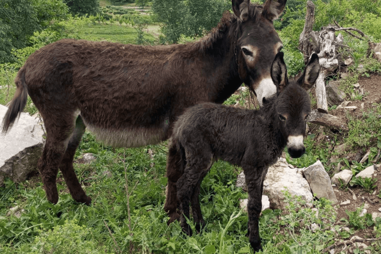 From Budva: Tour of Donkey Farm