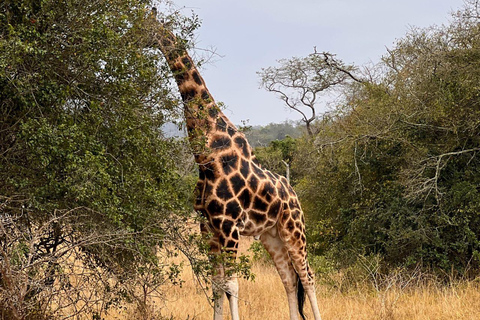 Entebbe : Parc du lac Mburo et Parc Queen Elizabeth, excursion de 3 joursEntebbe : excursion de 3 jours au parc du lac Mburo et au parc Queen Elizabeth