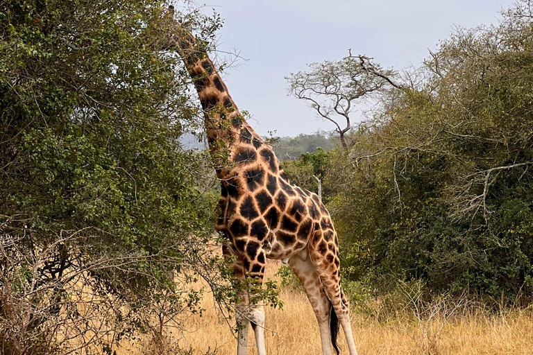 Entebbe : Parc du lac Mburo et Parc Queen Elizabeth, excursion de 3 joursEntebbe : excursion de 3 jours au parc du lac Mburo et au parc Queen Elizabeth