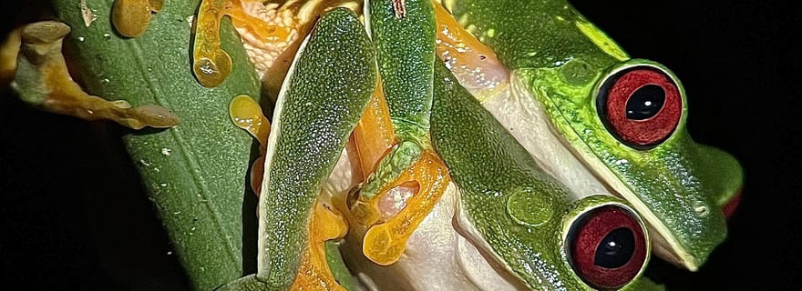Visite nocturne avec Dayana en français : Manuel Antonio