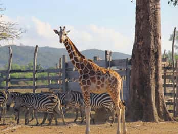 Tour Safari di Coron Calauit (Tour privato)