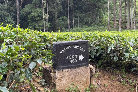 Kandy: Sir James Taylor’s Loolkandura Tea Heritage Hike