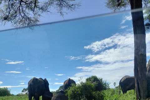 Arusha: Coffee tour, Mangalia water falls & Tarangire NP