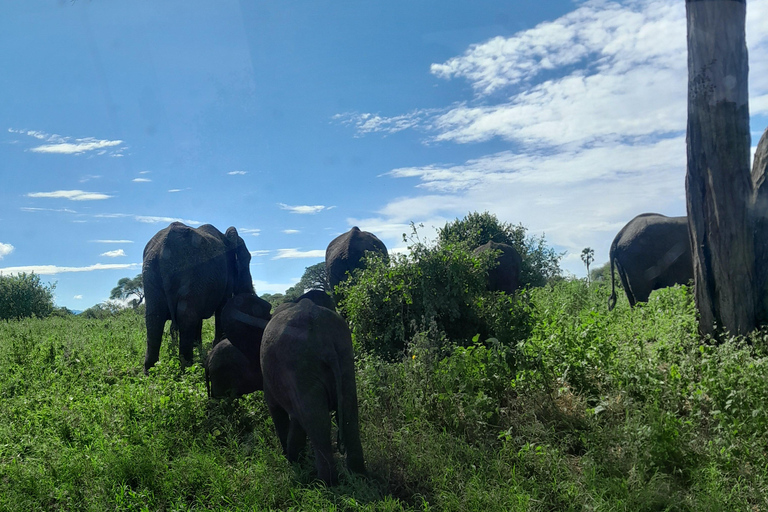 Arusha: Coffee tour, Mangalia water falls & Tarangire NP