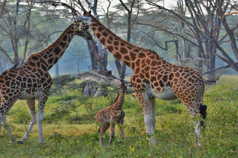 Nairobi: Lake Nakuru National Park Day Trip with Pickup