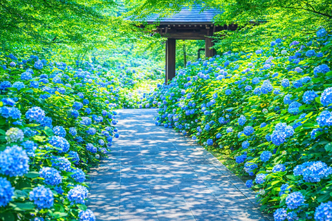Kyoto: Private City Highlights Tour (Local Guide 6-Hour)