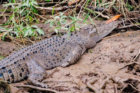 Daintree: Rejs po rzece Daintree z przewodnikiem