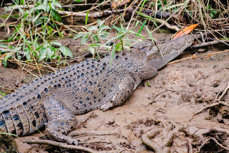 Daintree: Rejs po rzece Daintree z przewodnikiem