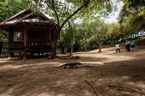 Labuan Bajo: Excursión de un día a la isla de Komodo con 6 destinos