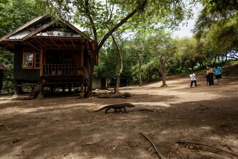 Da Labuan Bajo: Tour di un giorno dell&#039;isola di Komodo con snorkeling