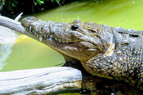 Excursión con flamencos Río Lagartos, Yucatán 2 horas