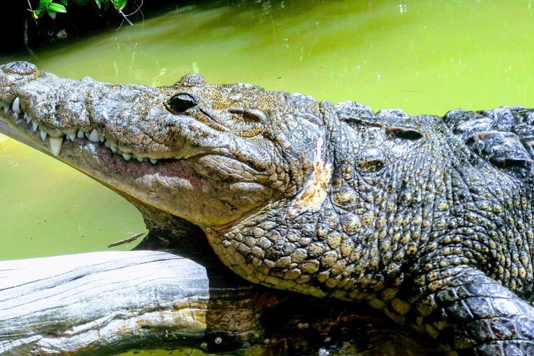 Excursión con flamencos Río Lagartos, Yucatán 2 horas