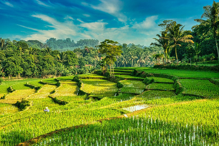 Ella: Rice Terrace Walk with Traditional Meal and Beer