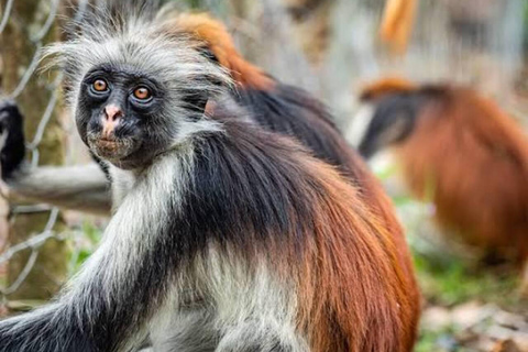 Zanzibar: Jozani Forest, Salaam Cave & Mtende Beach Tour Private Tour With Transfer But Entry Fees are not Included