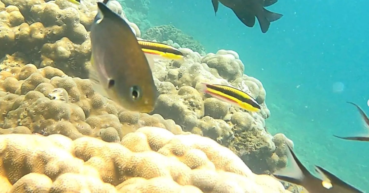 Golfo Dulce Explore Coral Reefs on our Snorkeling Tour GetYourGuide