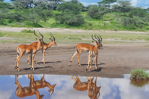 Tanzania: 4-dniowa luksusowa wycieczka safari z zakwaterowaniem