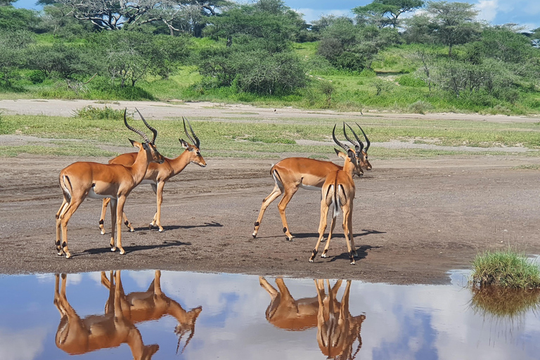 Tanzania: 4-Day Luxury Safari Tour with Accommodation