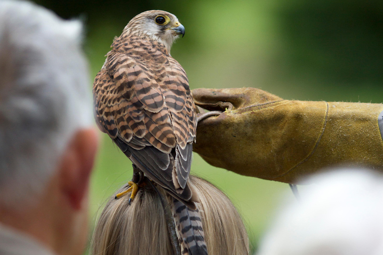 Ruhla: bilhete para um espetáculo aéreo com águias, corujas e muito mais.Ruhla: Bilhete para um show aéreo com águias, corujas e outros animais