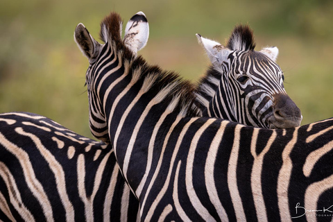 Johannesburg: Dinokeng Game Reserve Safari with Pickup