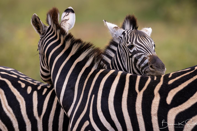 Johannesburg: Dinokeng Game Reserve Safari with Pickup