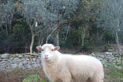 Pisa: Pisan Mountains Dwarf Sheep and Olive Oil Tour