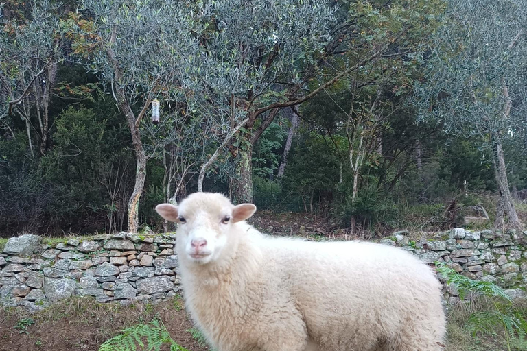 Pisa: Pisan Mountains Dwarf Sheep and Olive Oil Tour