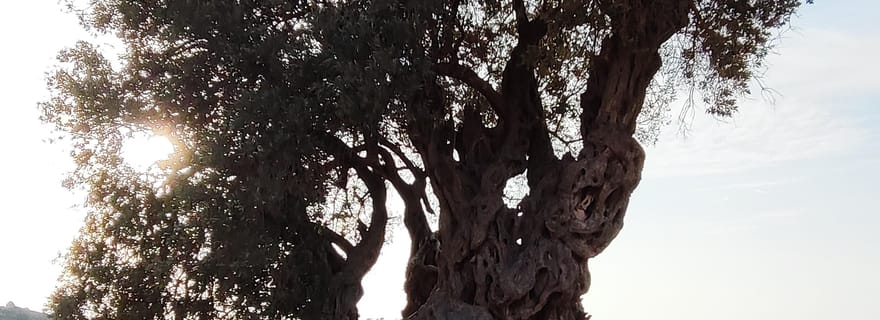 Égine : visite de l'ancienne oliveraie (Eleonas) et du village de Perdika