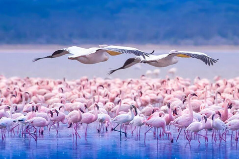 Lake Nakuru National Park Day Trip from Nairobi.