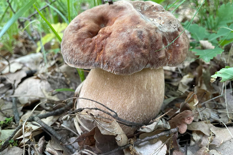 Sofia: Culinary Adventure To The Fungi And Botanical Kingdom