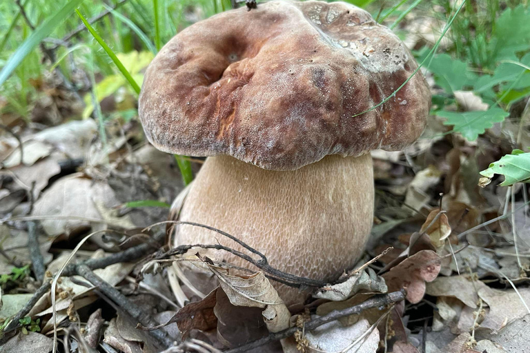 Sofia: Culinary Adventure To The Fungi And Botanical Kingdom