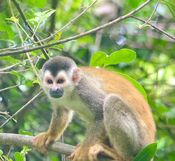 Manuel Antonio Park Naturalist Guided Tour GetYourGuide