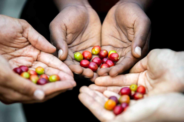 Kampala: Coffee Roasting and Tasting Experience
